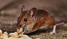 24 Hour & Emergency Exterminators in Chilton, WI